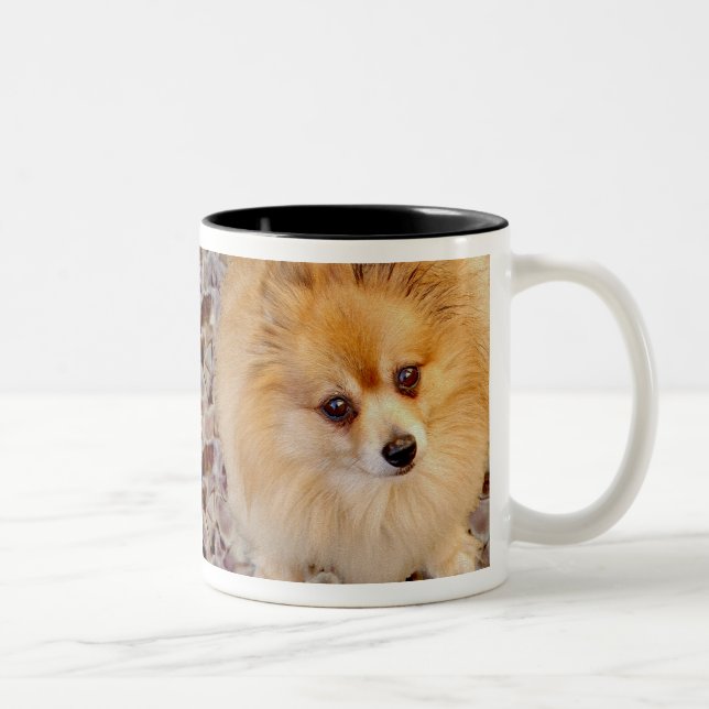Mugg för Pomeranian hundkaffe (Höger)