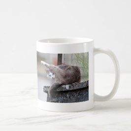 Mugg. Fotogatukatt, katt, kaffe mugg