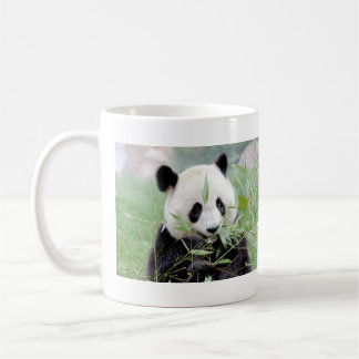 Mugg fotojättepanda. Pandasamfunn.