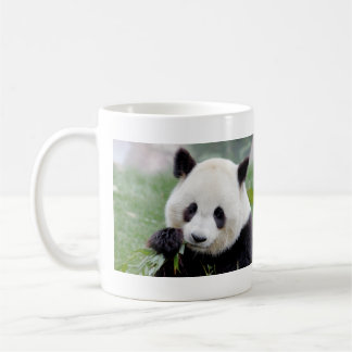 Mugg fotojättepanda. Pandasamfunn.