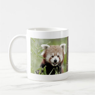 Mugg fotoröd panda. Panda roux. djur.