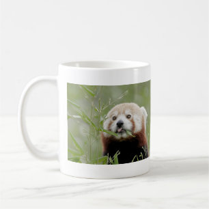 Mugg fotoröd panda. Panda roux djur.