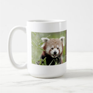 Mugg fotoröd panda. Panda roux djur.
