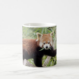 Mugg Photo red panda , djur . kaffe mugg