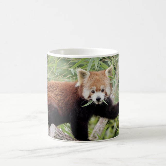 Mugg Photo red panda , djur . kaffe mugg (Center)