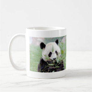 Muggar fotojättepanda. Pandainspektör.