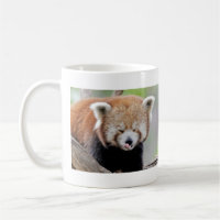 Muggar fotoröd panda. Panda roux. djur.