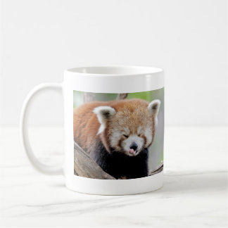 Muggar fotoröd panda. Panda roux. djur.