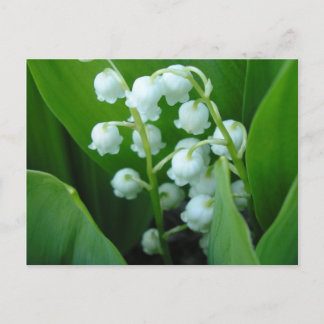 Muguet Vykort