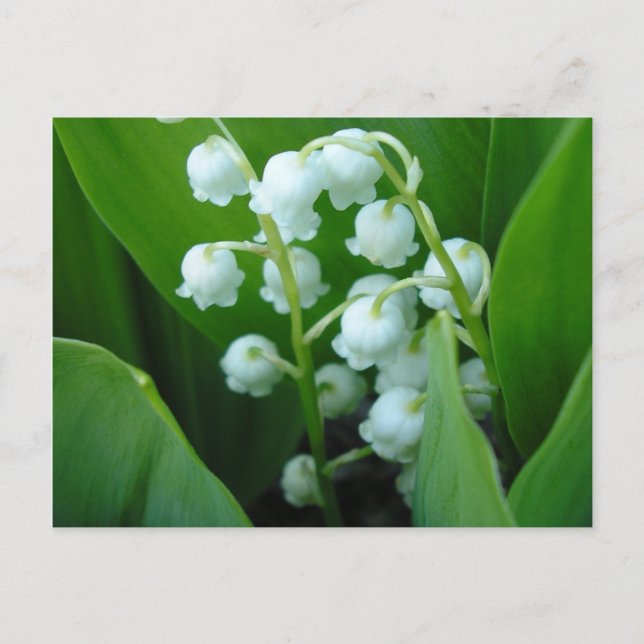 Muguet Vykort (Framsida)