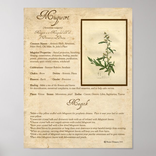 MUGWORT MAGICK HERB POSTER (Framsidan)