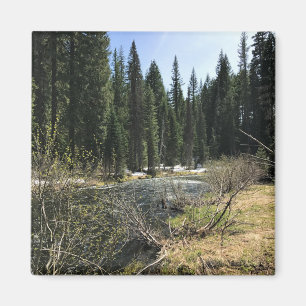 Muir Bäck Magnet