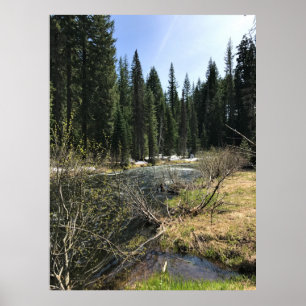 Muir Bäck, Oregon Poster