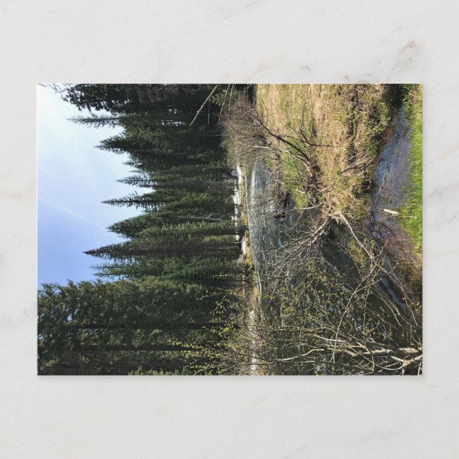 Muir Bäck, Oregon Vykort (Framsida)