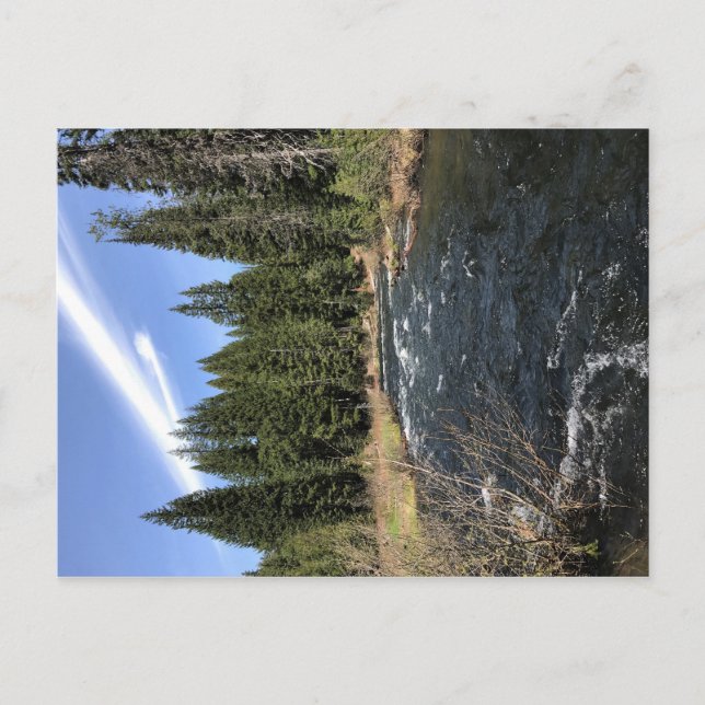 Muir Bäck, Oregon Vykort (Framsida)