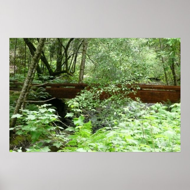 Muir Skogen Bridge I Poster (Framsidan)