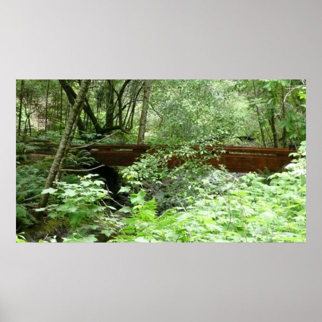 Muir Skogen Bridge I Poster (Framsidan)