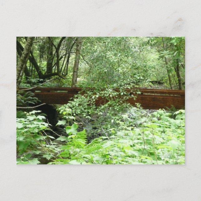 Muir Skogen Bridge I Vykort (Framsida)