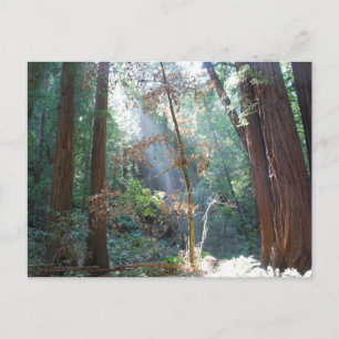 Muir Skogen California Vykort