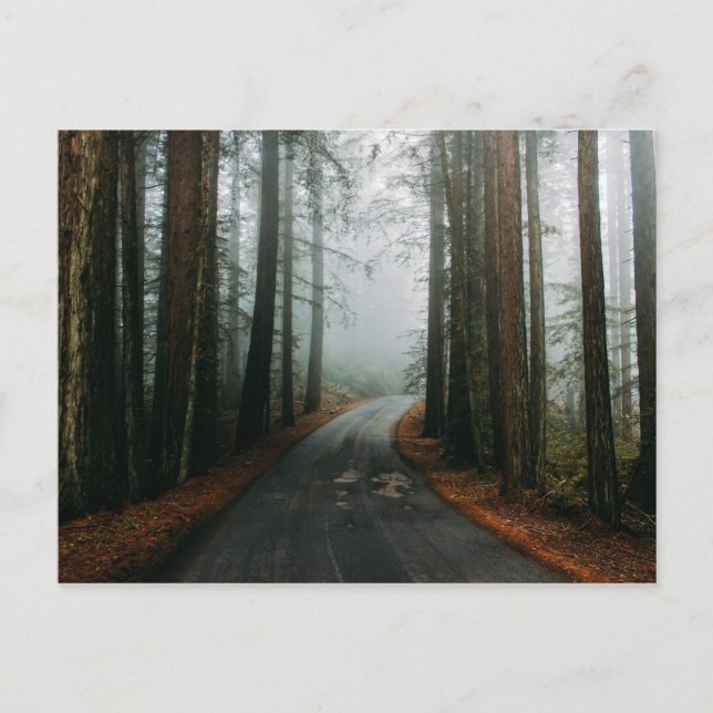 Muir Skogen National Monument, Mill Valley, Förent Vykort (Framsida)