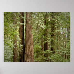 Muir Skogen National Monument, norra Poster