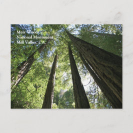 Muir Skogen Post Card Vykort