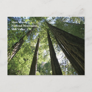 Muir Skogen Post Card Vykort