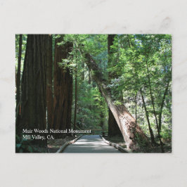 Muir Skogen Post Card Vykort