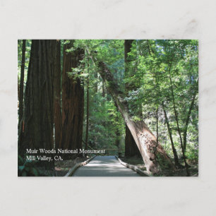 Muir Skogen Post Card Vykort