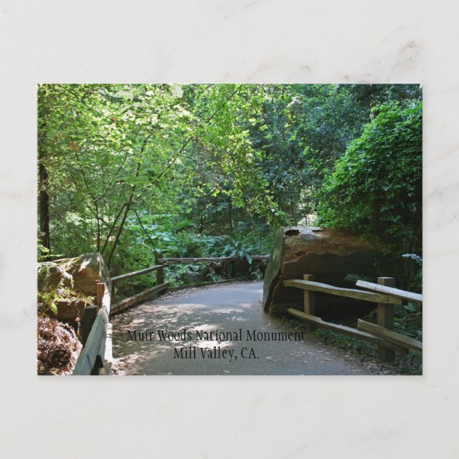 Muir Skogen Post Card Vykort (Framsida)
