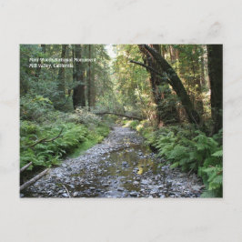 Muir Skogen Post Card Vykort
