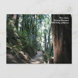 Muir Skogen Post Card Vykort