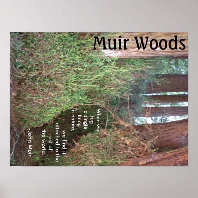 Muir Skogen Träd med citat Poster (Framsidan)