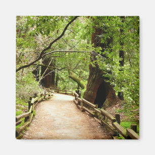 Muir Skogen Väg II Natur Fotografi Magnet