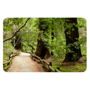 Muir Skogen Väg II Natur Fotografi Magnet