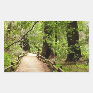 Muir Skogen Väg II Natur Fotografi Rektangulärt Klistermärke