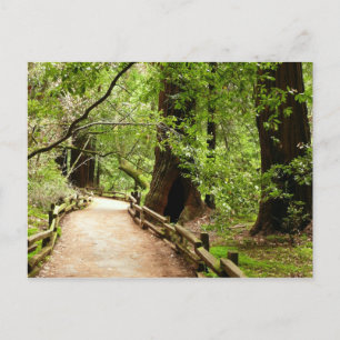 Muir Skogen Väg II Natur Fotografi Vykort