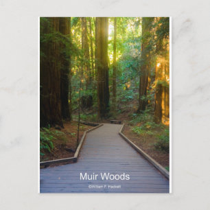 Muir Skogen Walkway California Products Vykort
