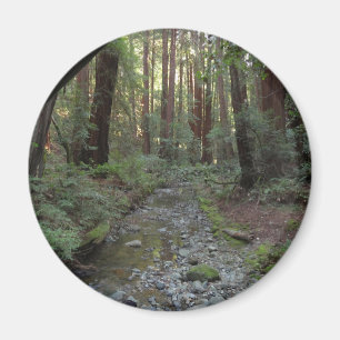 Muir Woods bäck skogslandskap Magnet