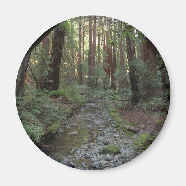 Muir Woods bäck skogslandskap Magnet (Framsidan)
