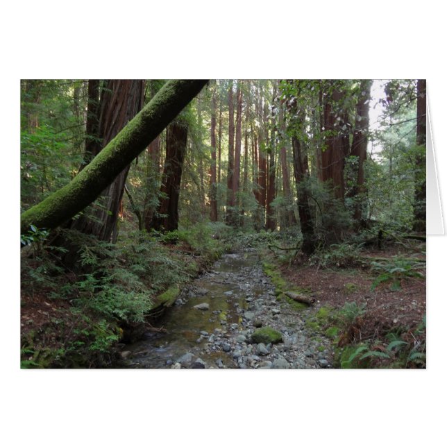 Muir Woods bäck skogslandskap OBS Kort (Framsidan Horizontal)