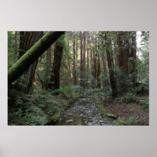 Muir Woods bäck skogslandskap Poster