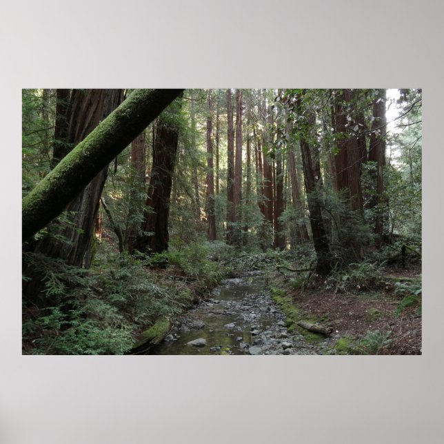 Muir Woods bäck skogslandskap Poster (Framsidan)