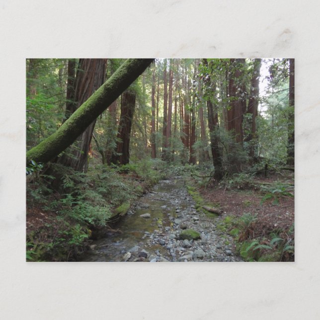 Muir Woods bäck skogslandskap Vykort (Framsida)