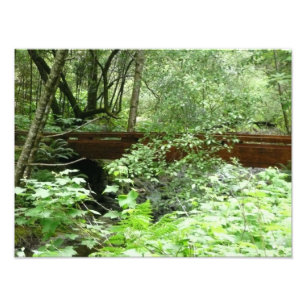 Muir Woods Bridge I Fototryck