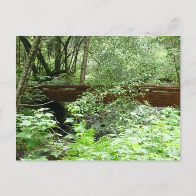Muir Woods Bridge I Vykort (Framsida)