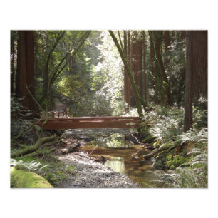 Muir Woods Bridge II Fototryck