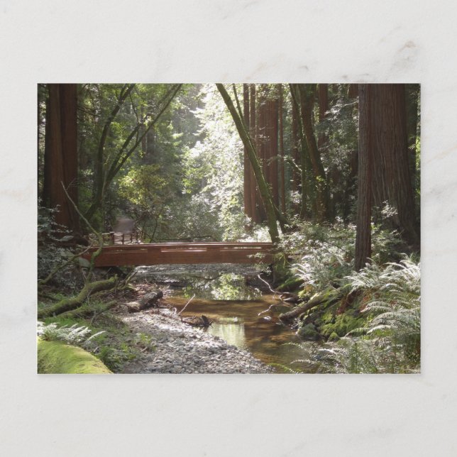 Muir Woods Bridge II Vykort (Framsida)