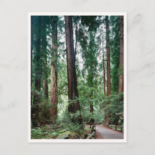 Muir Woods Marin Bay-området Resefoto Vykort