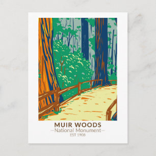 Muir Woods National Monument Kalifornien Vintage Vykort